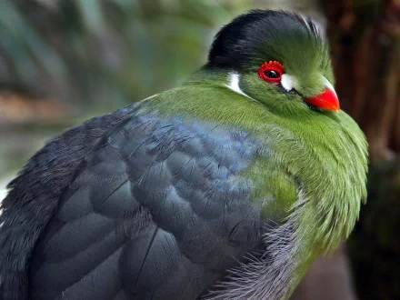 Close-up of a vibrant white-cheeked turaco with green, gray, white, and red feathers, known as the quetzal of Guatemala, featured in an HD PC desktop wallpaper.
