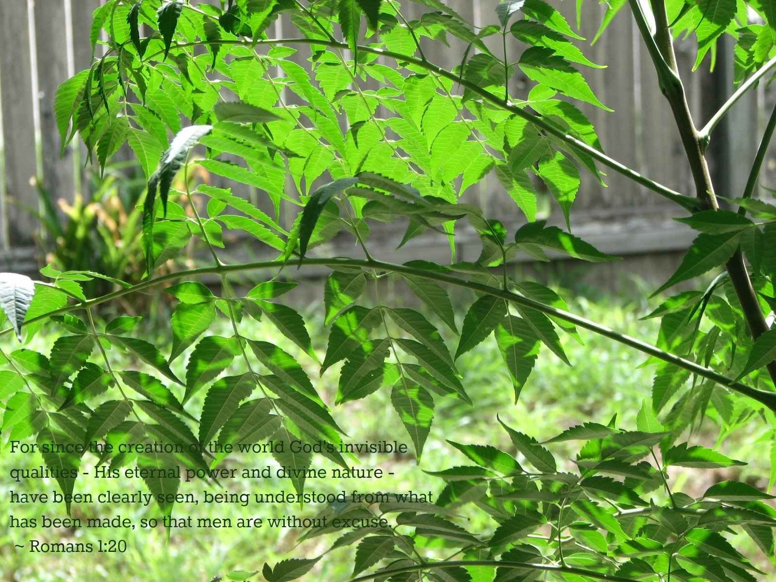 A high-definition desktop wallpaper featuring a christian quote on a background of lush green leaves with sunlight filtering through, embodying a peaceful, religious ambiance.