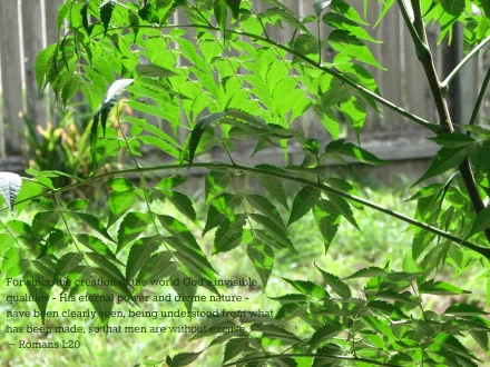 A high-definition desktop wallpaper featuring a christian quote on a background of lush green leaves with sunlight filtering through, embodying a peaceful, religious ambiance.