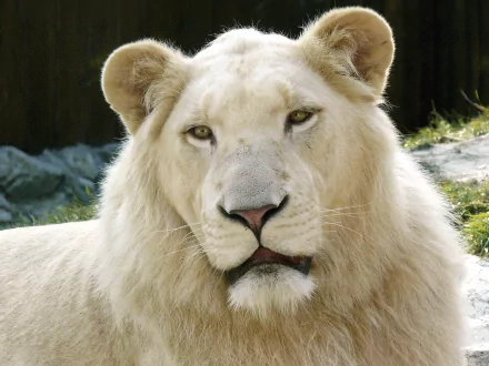 A close-up image of a majestic white lion with intense eyes, set against a natural background, captured in high definition. This HD desktop wallpaper makes for a striking and serene visual background.