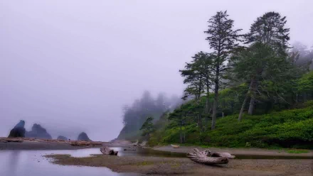 Misty stream with driftwood on a sandy shore, tall trees on a green bluff and fog over calm water — HD PC desktop wallpaper background.