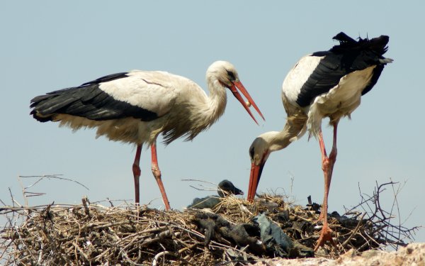 Animal White stork Birds Storks Crane HD Wallpaper | Background Image