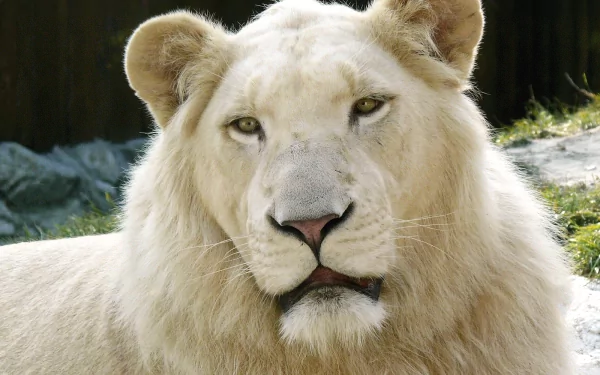 A close-up image of a majestic white lion with intense eyes, set against a natural background, captured in high definition. This HD desktop wallpaper makes for a striking and serene visual background.