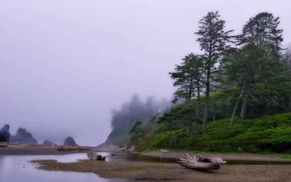 driftwood tree water fog nature stream HD Desktop Wallpaper | Background Image