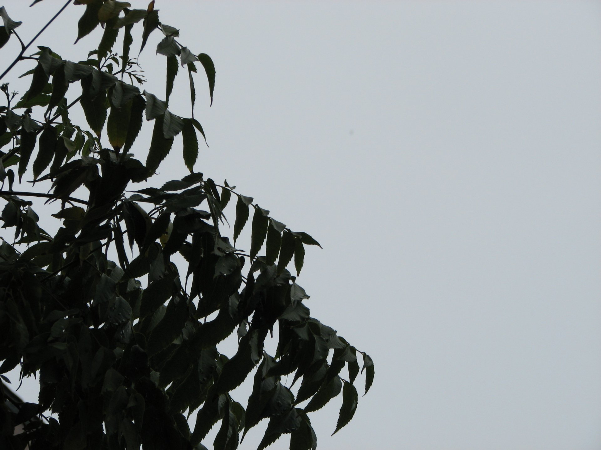 Download Nature Leaf HD Wallpaper by Zpaaztyk