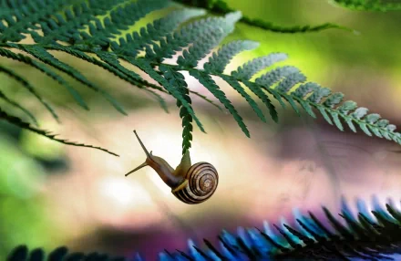 HD desktop wallpaper showing a snail climbing on a green fern leaf amidst lush foliage and soft natural light.
