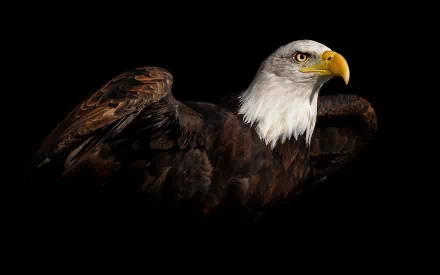 HD desktop wallpaper featuring a striking bald eagle with a sharp yellow beak, white head, and dark brown body, set against a black background.