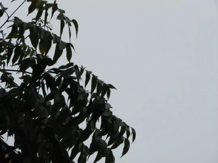 nature leaf HD Desktop Wallpaper | Background Image