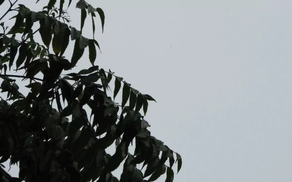 nature leaf HD Desktop Wallpaper | Background Image