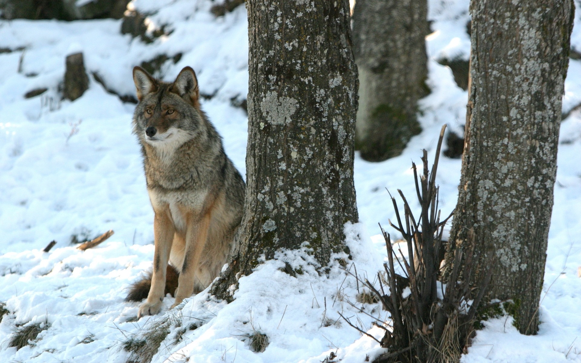 Coyote HD Wallpaper | Background Image | 1920x1200