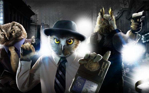 Humor Animal Owl HD Wallpaper | Background Image