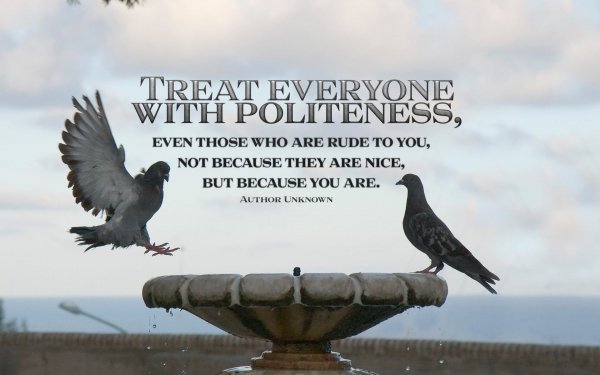 Misc Motivational Word Bird Pigeon HD Wallpaper | Background Image