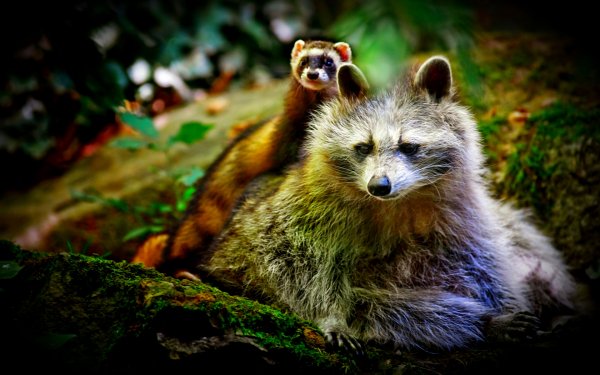 Animal Cute Ferret Raccoon HD Wallpaper | Background Image