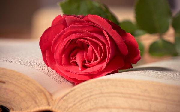 Construction Humaine Livre Fleur Rose Humeur Amour Romantic Fond d'écran HD | Image