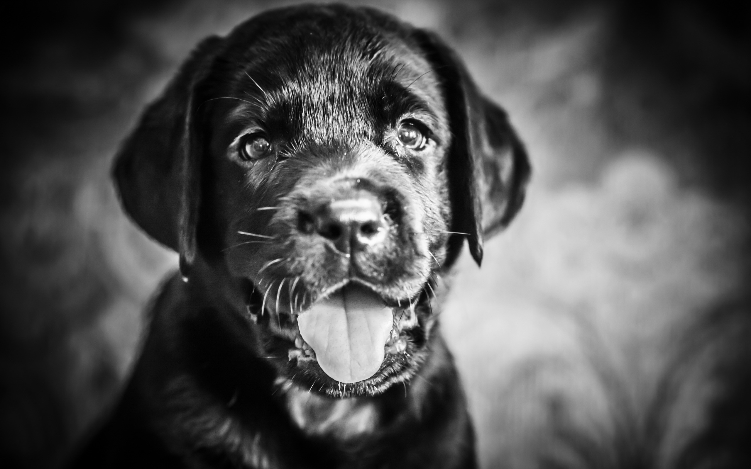 Dog Full HD Wallpaper and Background Image | 2560x1600 | ID:311144