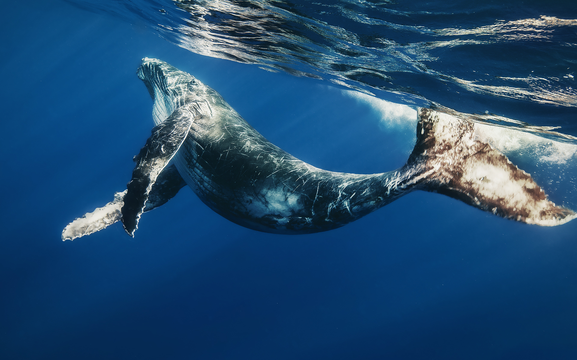 Animaux Baleine Fond d'écran HD | Image