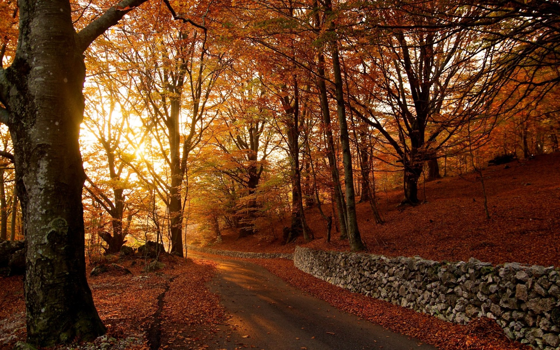树木,大道,秋季,秋天树叶,叶子,4K风景壁纸-千叶网