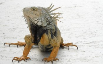 250 Lizard HD Wallpapers | Background Images - Wallpaper Abyss - Page 4