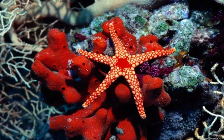Animal starfish HD Desktop Wallpaper | Background Image