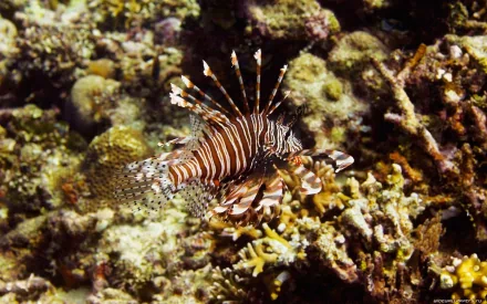 HD PC desktop wallpaper featuring a vibrant lionfish with striped fins swimming above a colorful coral reef, showcasing marine life in sharp detail.