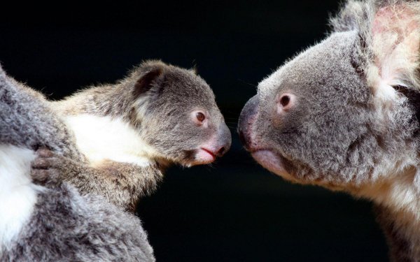 Tiere Koala Süß Humor Lustig Baby HD Wallpaper | Hintergrund