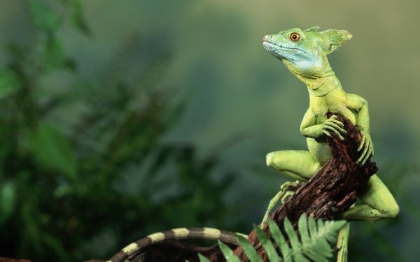 Animal Basilisk Reptiles Lizard HD Wallpaper | Background Image