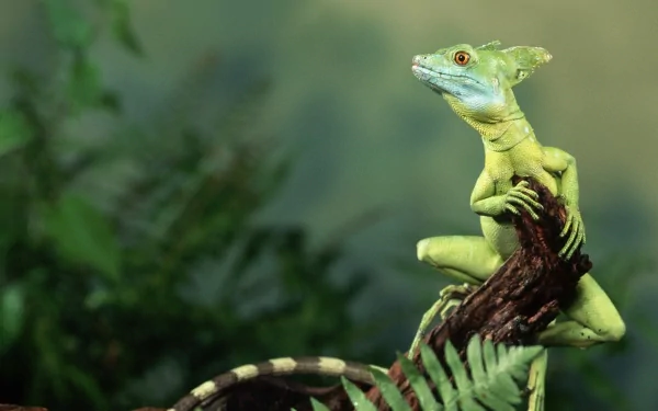HD desktop wallpaper featuring a vibrant basilisk lizard perched on a branch with blurred green foliage in the background, highlighting its striking details and colors.