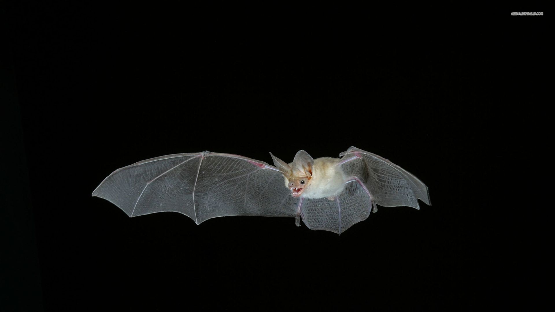 Animal Bat HD Wallpaper | Background Image