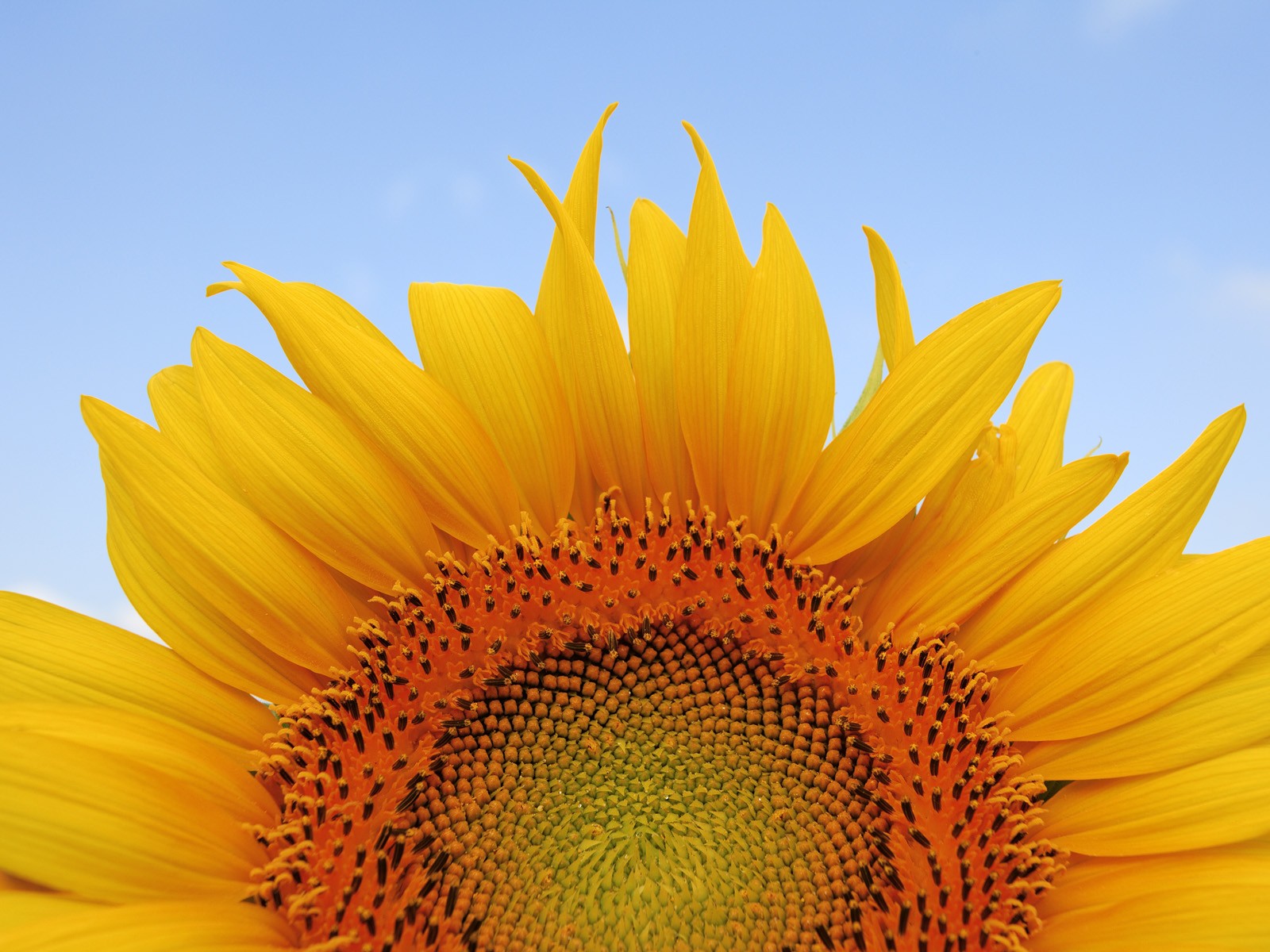 Sunflower Wallpaper And Background Image 1600x1200 Id312279