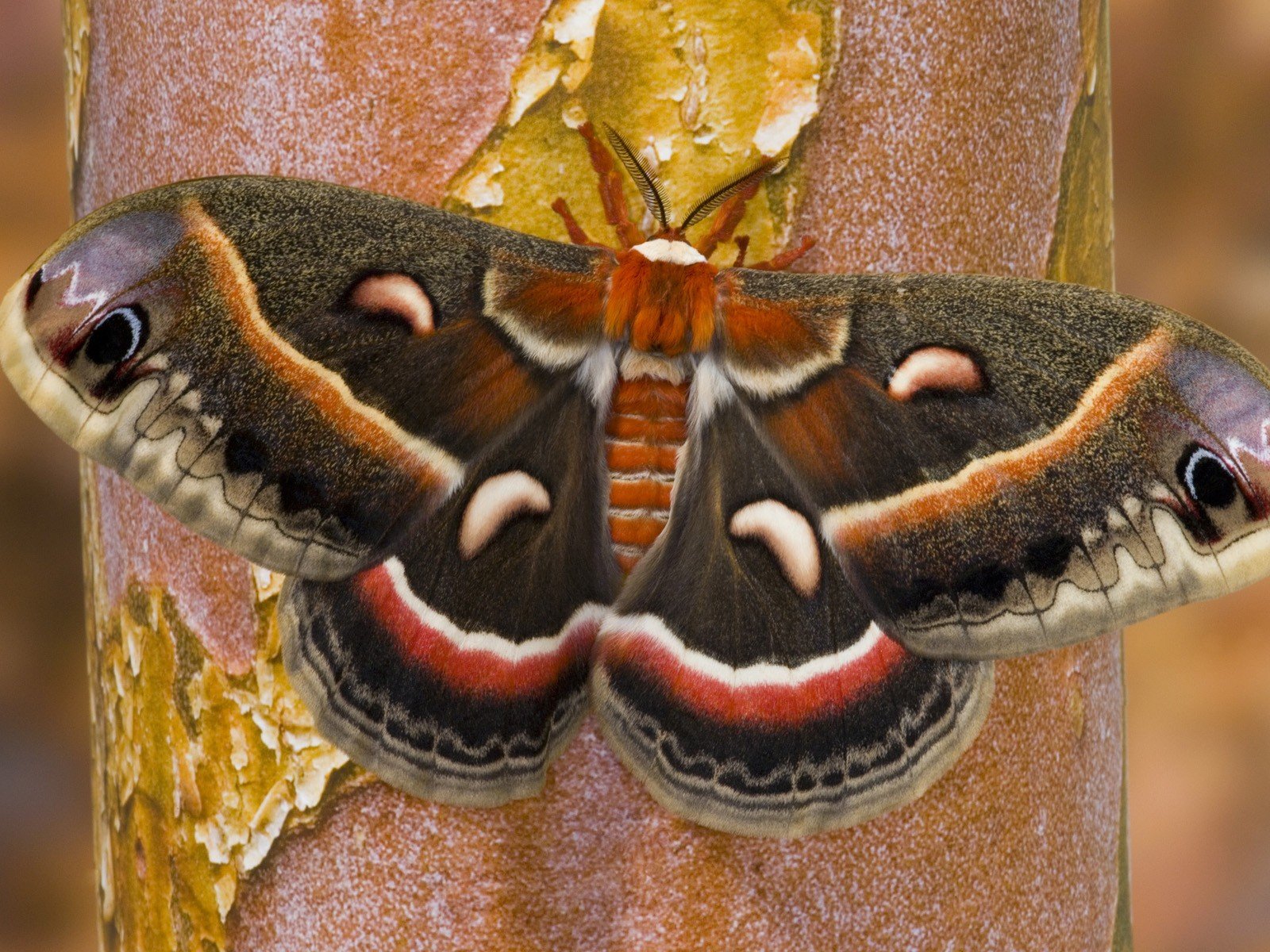 HD desktop wallpaper featuring a detailed close-up of a colorful moth resting on a textured surface.
