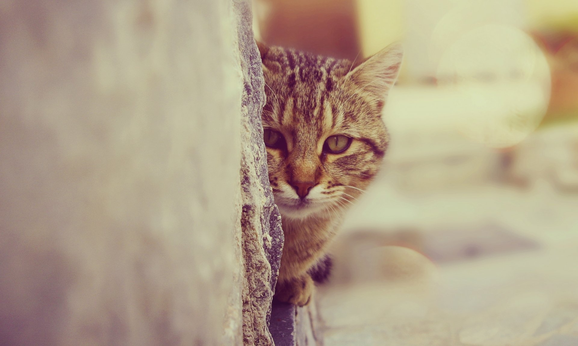 HD PC desktop wallpaper featuring a close-up of a tabby cat peeking from behind a stone wall with a soft, blurred background.