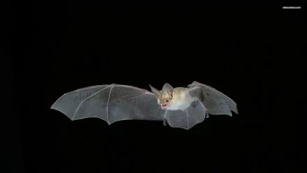 A high-definition wallpaper featuring a bat in mid-flight with its wings fully spread against a black background.