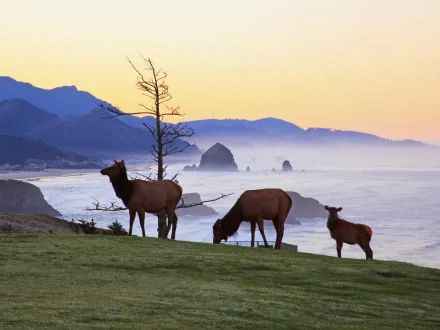 Animal elk HD Desktop Wallpaper | Background Image