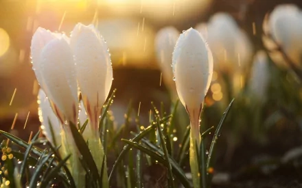 Close-up of white crocus flowers covered in water drops, with a warm glowing background. High-definition desktop wallpaper and background of nature's delicate beauty.