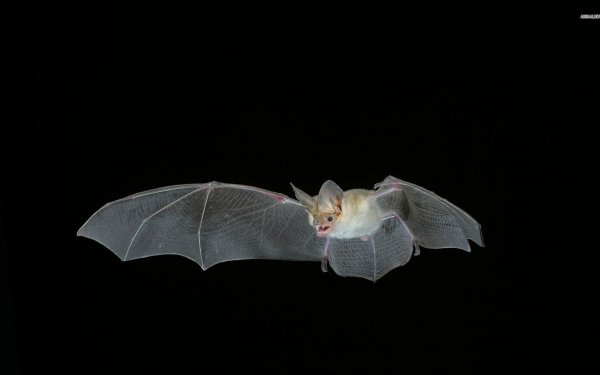 Animal Bat Birds Bats Wings Flying HD Wallpaper | Background Image