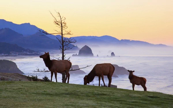 Animal elk HD Desktop Wallpaper | Background Image