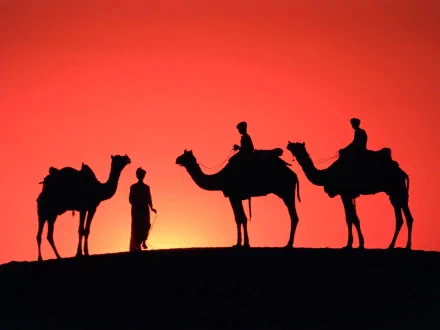 Animal camel HD Desktop Wallpaper | Background Image
