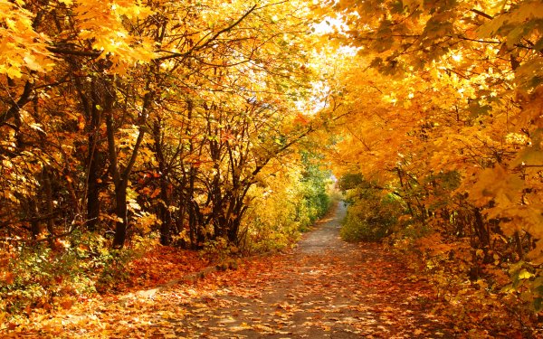 Earth Fall Season Nature Leaf Forest HD Wallpaper | Background Image