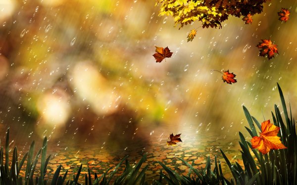 Artistic Fall Season Nature Leaf HD Wallpaper | Background Image