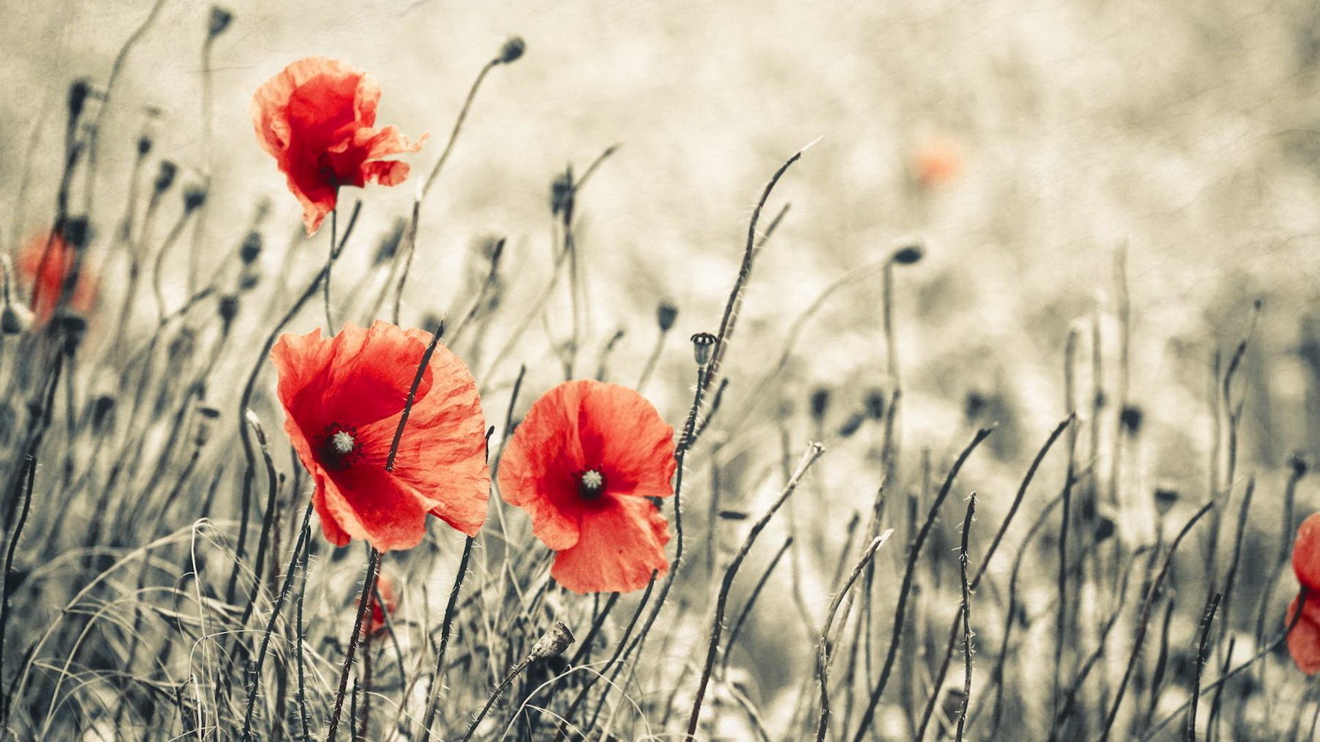 Poppy Full HD Wallpaper and Background Image | 1920x1080 | ID:314404