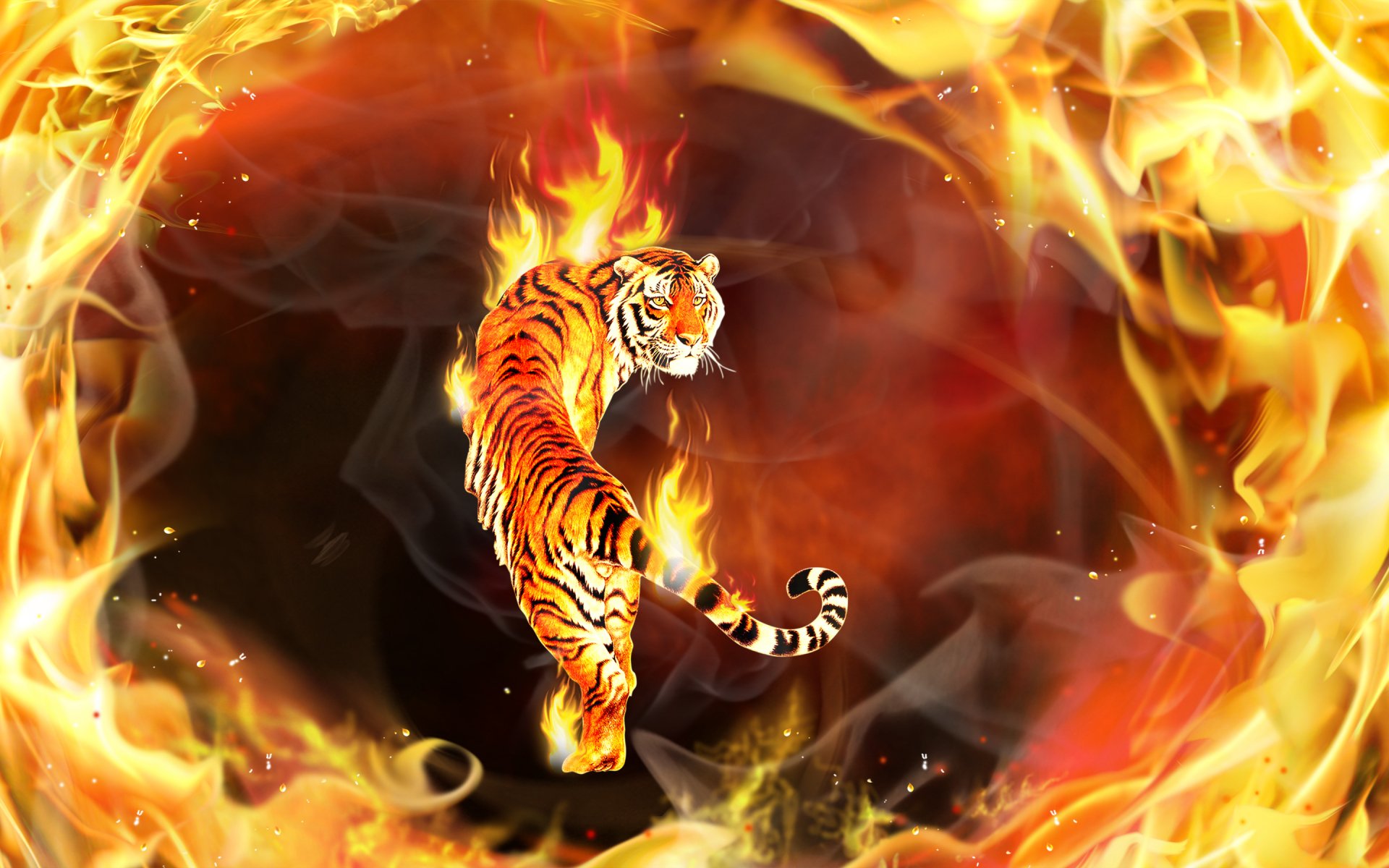 Tiger full hd hdtv fhd 1080p wallpapers hd desktop backgrounds  1920x1080 images and pictures