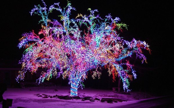 Día festivo Navidad Christmas Lights Invierno Snow Árbol Fondo de pantalla HD | Fondo de Escritorio