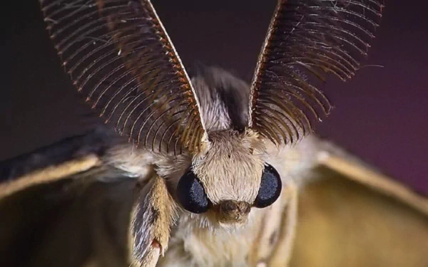 Animal moth HD Desktop Wallpaper | Background Image