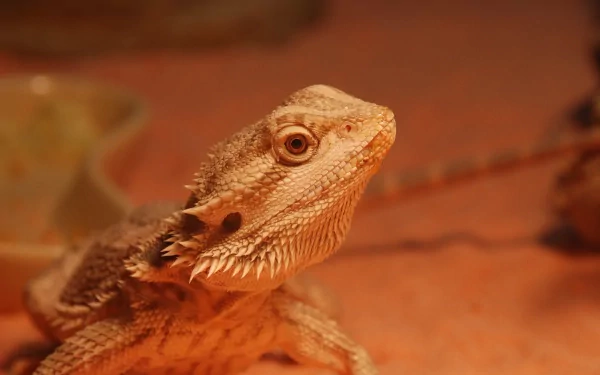 lizard Animal Bearded Dragon HD Desktop Wallpaper | Background Image