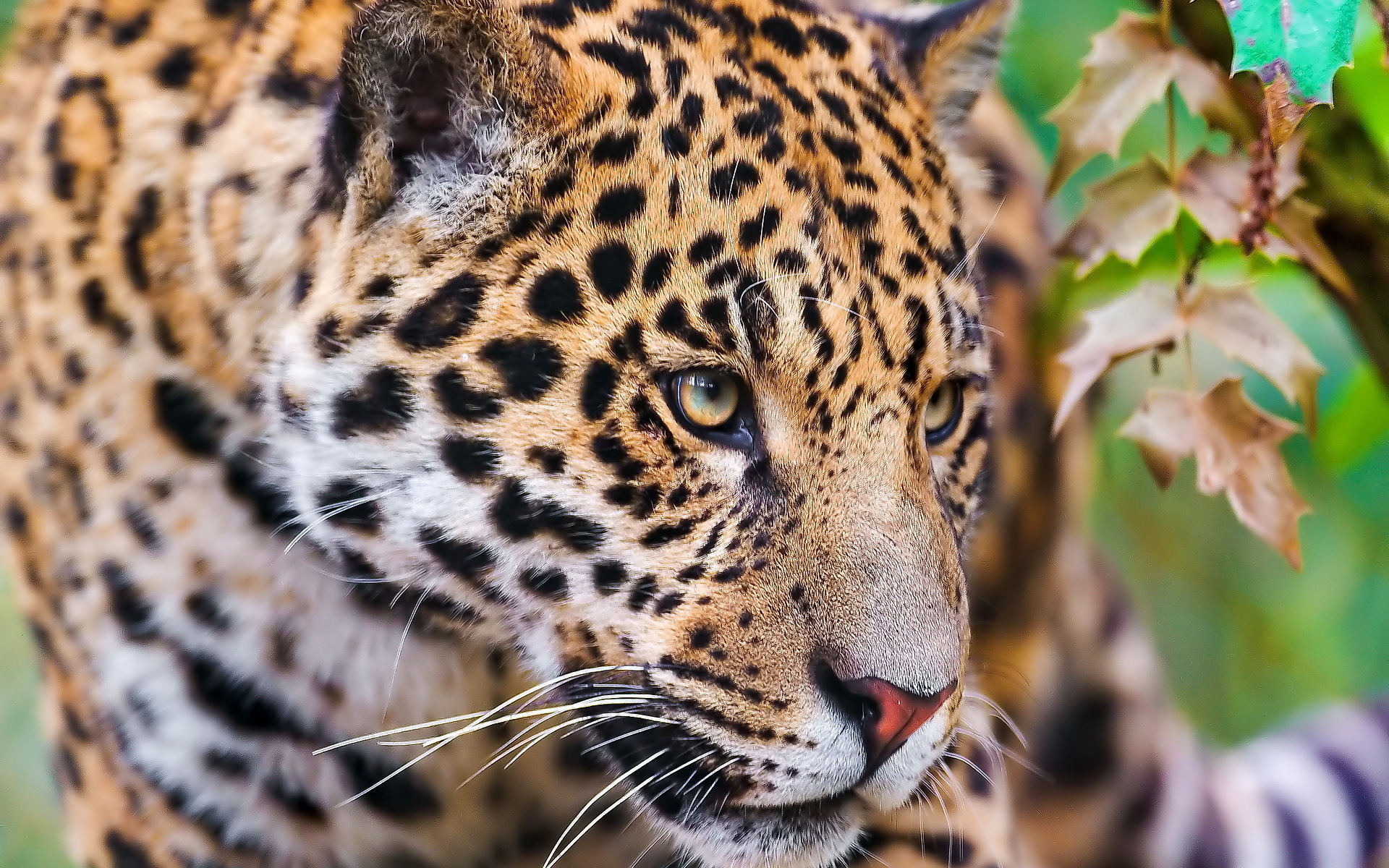 Jaguar HD Wallpaper | Background Image | 1920x1200 | ID ...