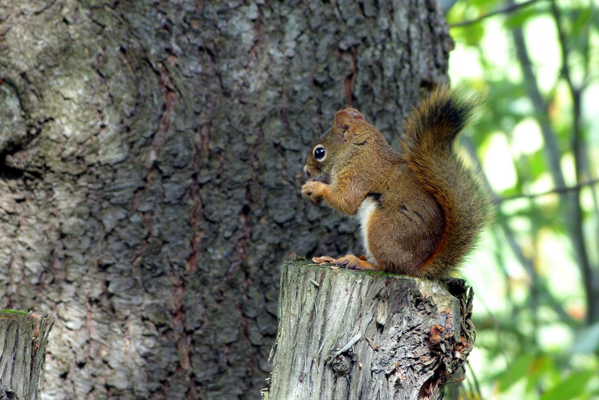 4K Ultra HD PC desktop wallpaper of a squirrel (animal) perched on a tree stump against textured bark and a sunlit green forest background.