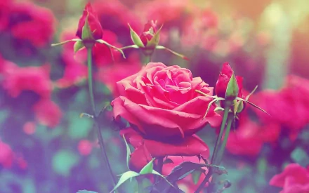 HD PC desktop wallpaper featuring a close-up of a blooming pink rose and surrounding buds in a vibrant natural setting.