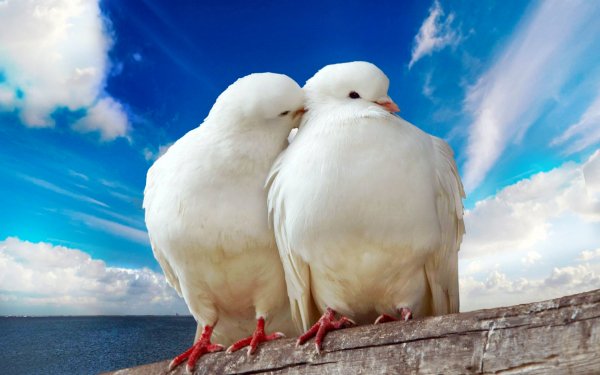 Animal Dove Birds Columbidae Pigeon Bird HD Wallpaper | Background Image