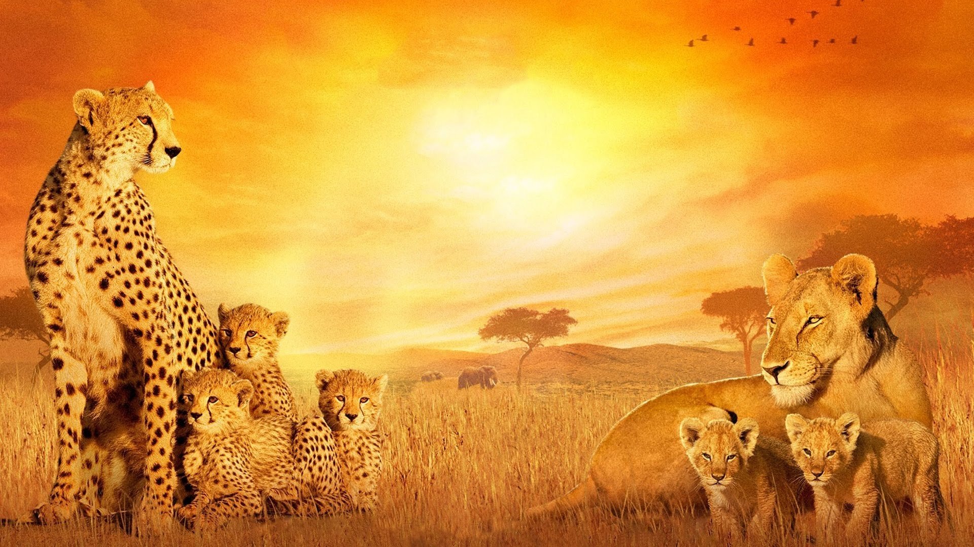HD PC desktop wallpaper of Disney-style African cats — lions and cheetahs gathered on a golden savanna at sunset with a cinematic movie poster vibe.