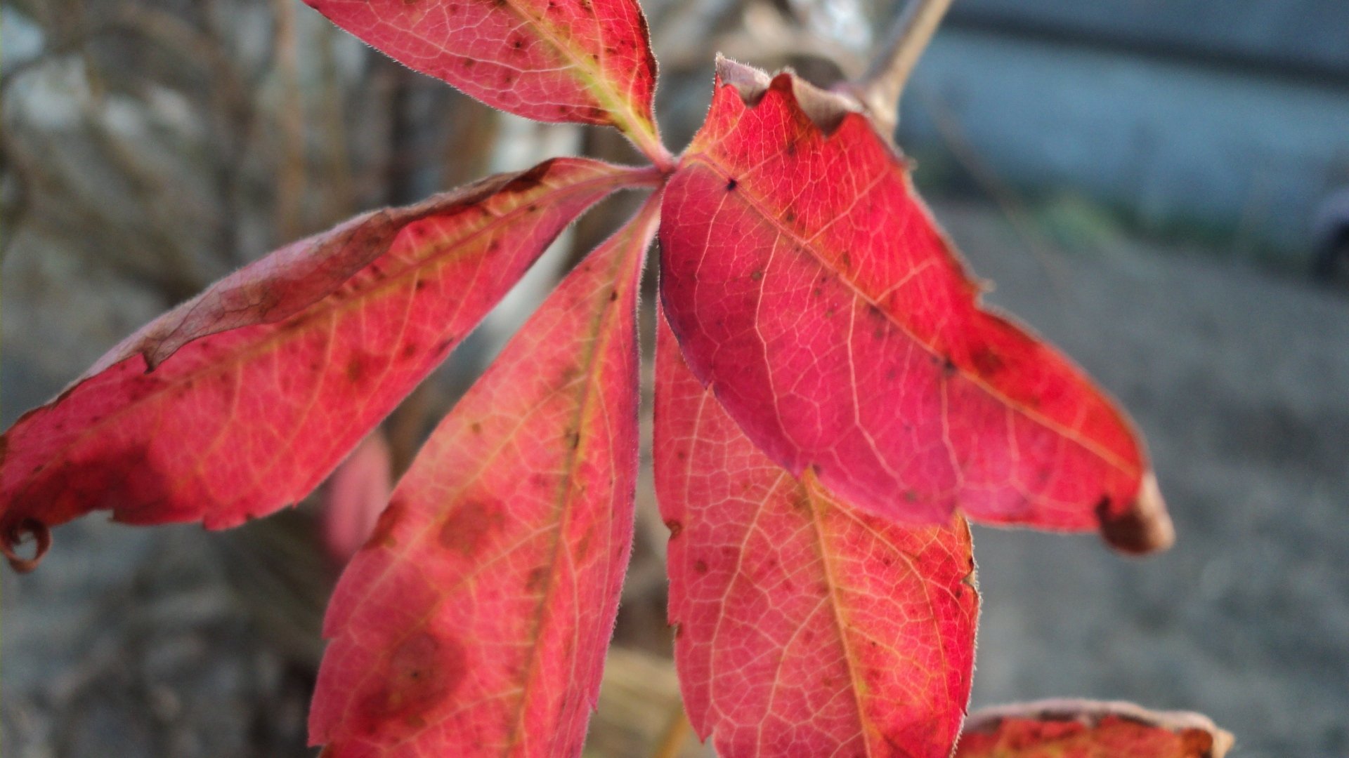 Download Nature Fall Leaf HD Wallpaper by Katia